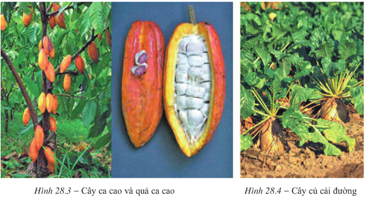 Lý thuyết Địa Lí 10 Bài 28: Địa Lí ngành trồng trọt | Lý thuyết Địa Lí 10 ngắn gọn