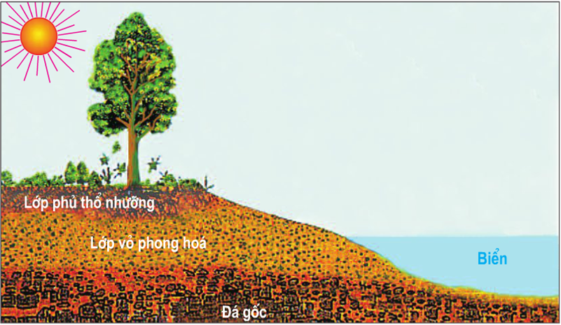 Lý thuyết Địa Lí 10 Bài 17: Thổ nhưỡng quyển. Các nhân tố hình thành thổ nhưỡng | Lý thuyết Địa Lí 10 ngắn gọn