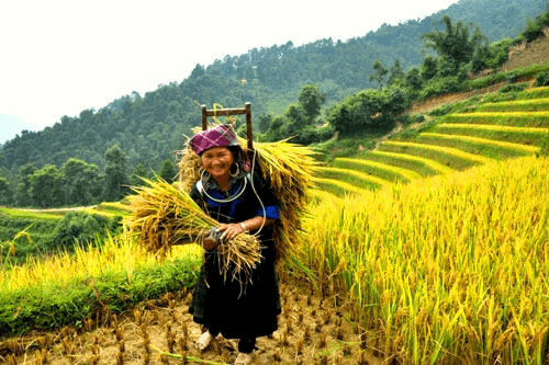 Lý thuyết Địa Lí 9 Bài 1: Cộng đồng các dân tộc Việt Nam hay, chi tiết 