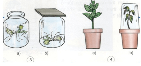 Giải bài tập Khoa học 4 | Trả lời câu hỏi Khoa học 4