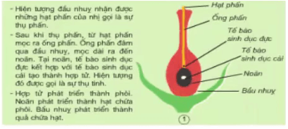 Giải bài tập Khoa học 5 | Trả lời câu hỏi Khoa học 5