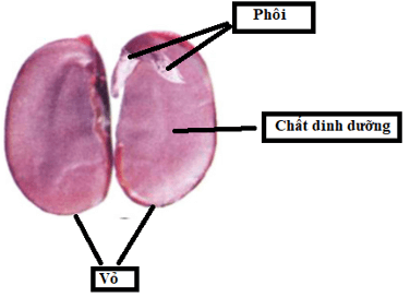 Giải bài tập Khoa học 5 | Trả lời câu hỏi Khoa học 5