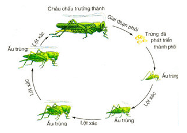 Giải bài tập Khoa học 5 | Trả lời câu hỏi Khoa học 5