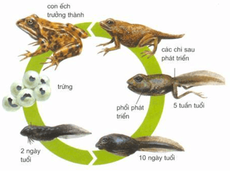 Giải bài tập Khoa học 5 | Trả lời câu hỏi Khoa học 5