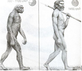 Lý thuyết Lịch Sử 10 Bài 1 : Sự xuất hiện của loài người và bầy người nguyên thủy | Lý thuyết Lịch Sử 10 ngắn gọn