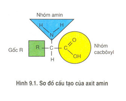 Trả lời câu hỏi Sinh 10 nâng cao Bài 9 trang 33 