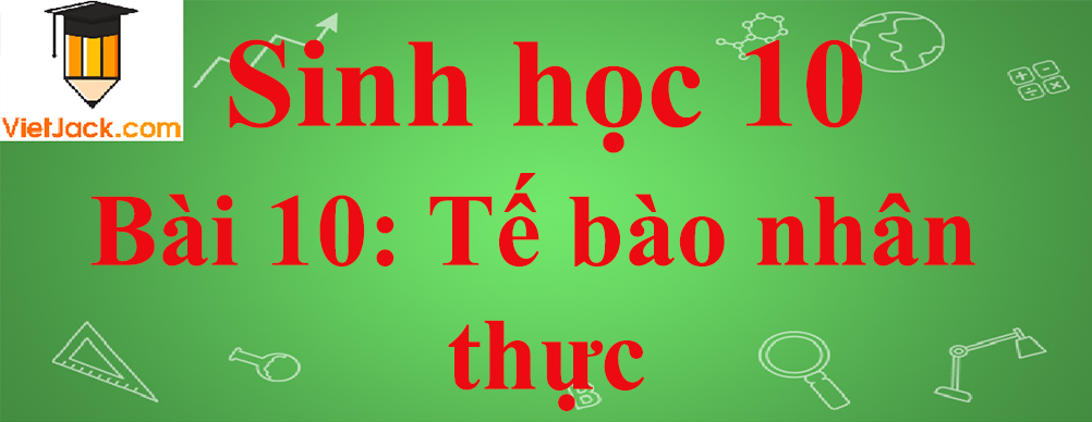 Sinh học lớp 10 Bài 10: Tế bào nhân thực (tiếp theo) ngắn nhất