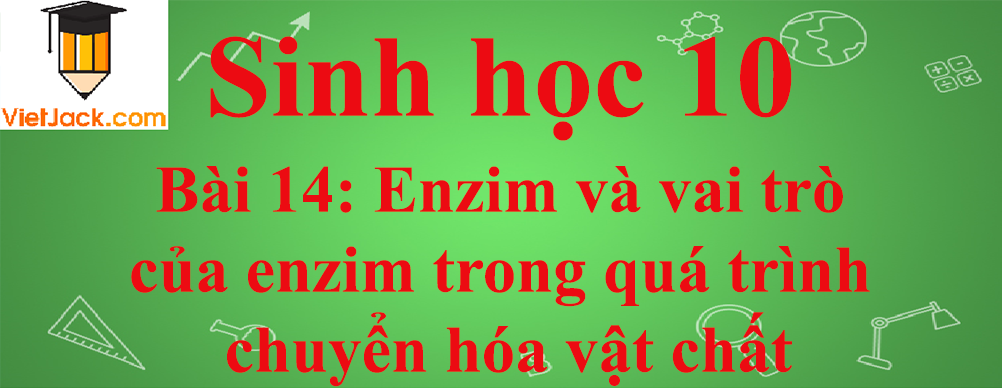 Sinh học lớp 10 Bài 14: Enzim và vai trò của enzim trong quá trình chuyển hóa vật chất ngắn nhất