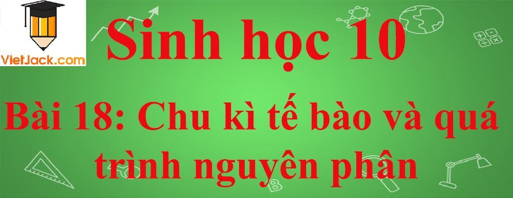 Sinh học lớp 10 Bài 18: Chu kì tế bào và quá trình nguyên phân ngắn nhất