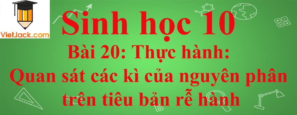 Sinh học lớp 10 Bài 20: Thực hành: Quan sát các kì của nguyên phân trên tiêu bản rễ hành ngắn nhất