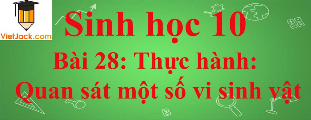 Sinh học lớp 10 Bài 28: Thực hành: Quan sát một số vi sinh vật ngắn nhất