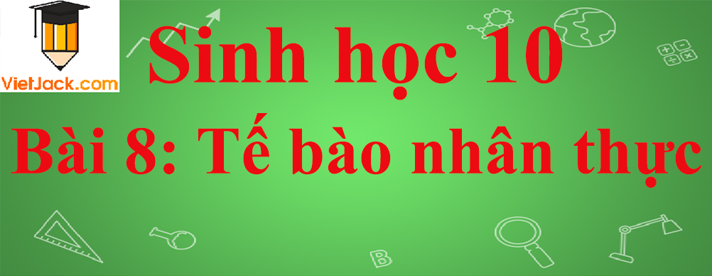 Sinh học lớp 10 Bài 8: Tế bào nhân thực ngắn nhất