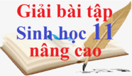 Giải bài tập Sinh học 11 nâng cao | Trả lời câu hỏi Sinh 11 nâng cao