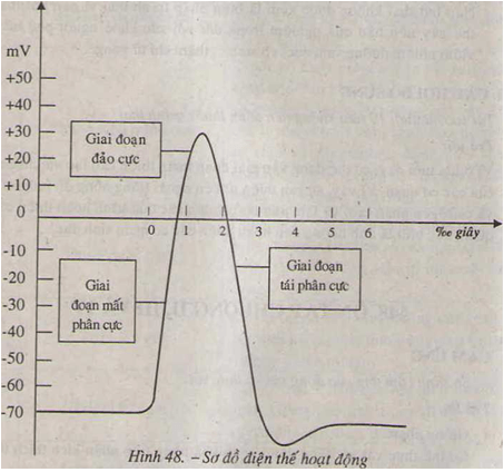 Ôn tập chương II, III, IV - Sinh học 11