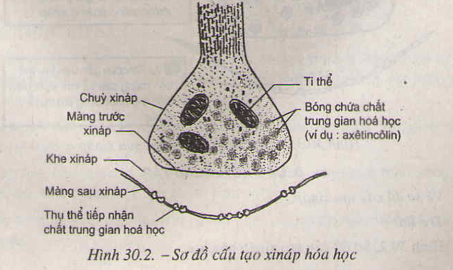 Câu 1 trang 123 SGK Sinh học 11