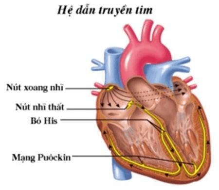 Câu 2 trang 85 SGK Sinh học 11