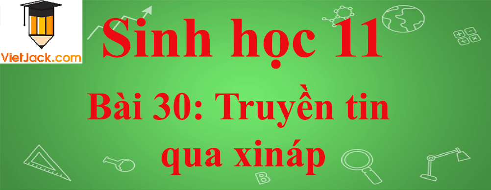 Sinh học lớp 11 Bài 30 ngắn nhất: Truyền tin qua xináp