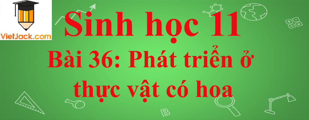 Sinh học lớp 11 Bài 36 ngắn nhất: Phát triển ở thực vật có hoa