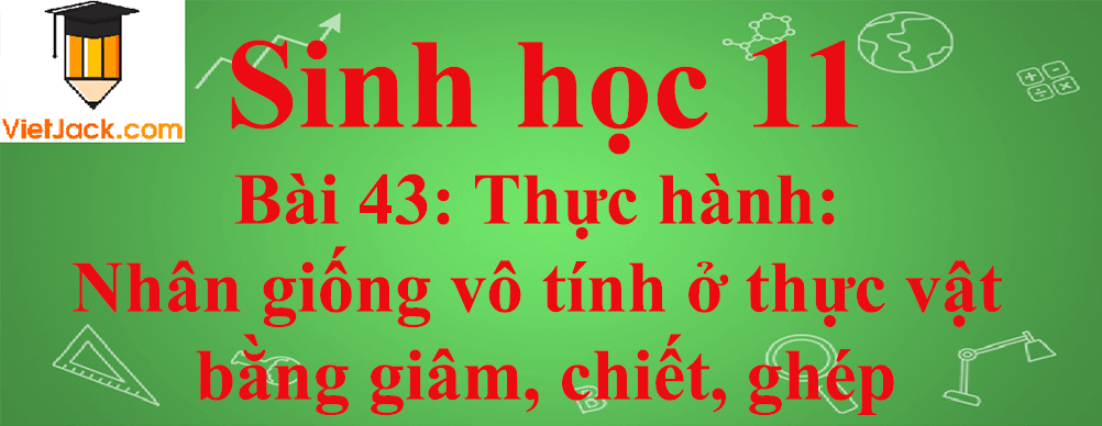 Sinh học lớp 11 Bài 43 ngắn nhất: Bài 43: Thực hành: Nhân giống vô tính ở thực vật bằng giâm, chiết, ghép