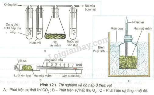 Trả lời câu hỏi Sinh học 11 Bài 12 trang 51