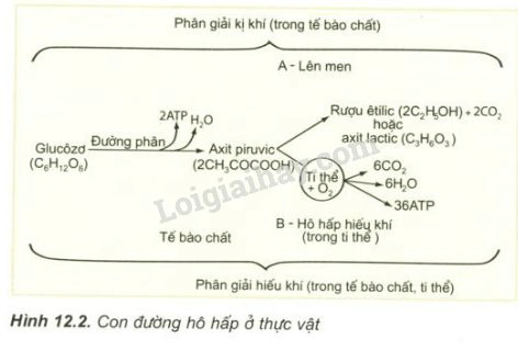 Trả lời câu hỏi Sinh học 11 Bài 12 trang 52