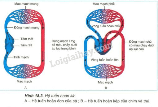 Trả lời câu hỏi Sinh học 11 Bài 18 trang 79