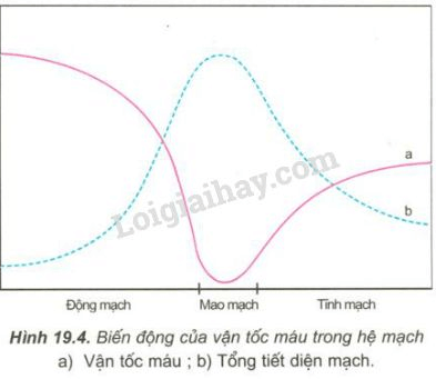 Trả lời câu hỏi Sinh học 11 Bài 19 trang 84