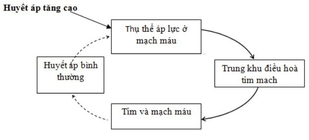 Trả lời câu hỏi Sinh học 11 Bài 20 trang 87