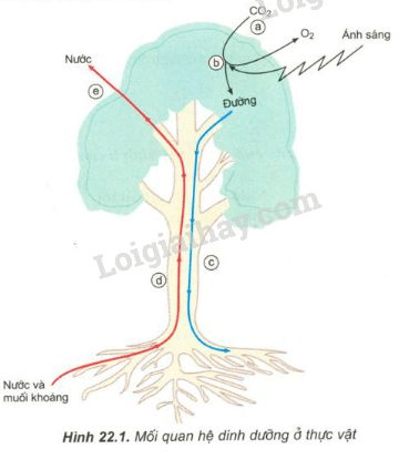 Trả lời câu hỏi Sinh học 11 Bài 22 trang 94