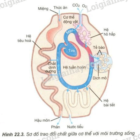 Trả lời câu hỏi Sinh học 11 Bài 22 trang 96