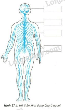 Trả lời câu hỏi Sinh học 11 Bài 27 trang 111