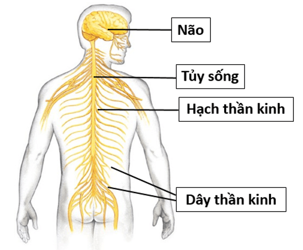 Trả lời câu hỏi Sinh học 11 Bài 27 trang 111