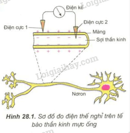 Trả lời câu hỏi Sinh học 11 Bài 28 trang 114