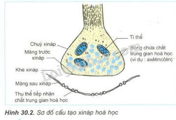 Trả lời câu hỏi Sinh học 11 Bài 30 trang 121