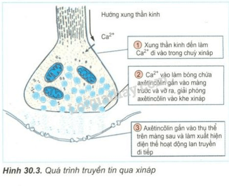 Trả lời câu hỏi Sinh học 11 Bài 30 trang 122