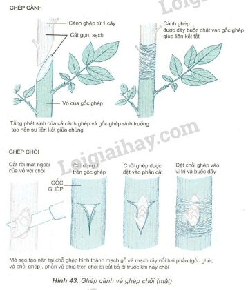 Trả lời câu hỏi Sinh học 11 Bài 41 trang 161