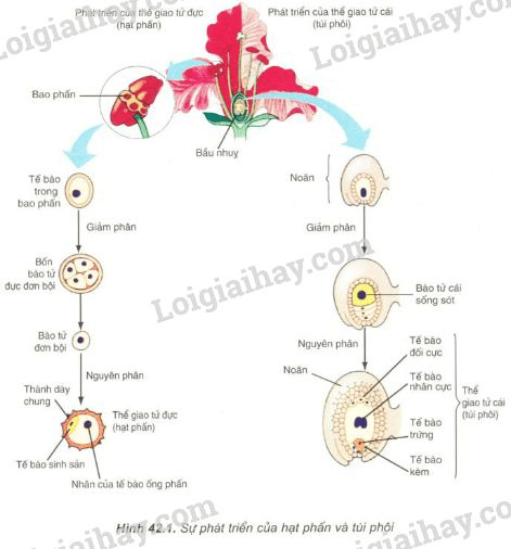 Trả lời câu hỏi Sinh học 11 Bài 42 trang 163