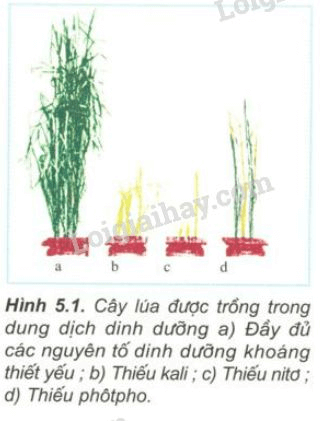 Trả lời câu hỏi Sinh học 11 Bài 5