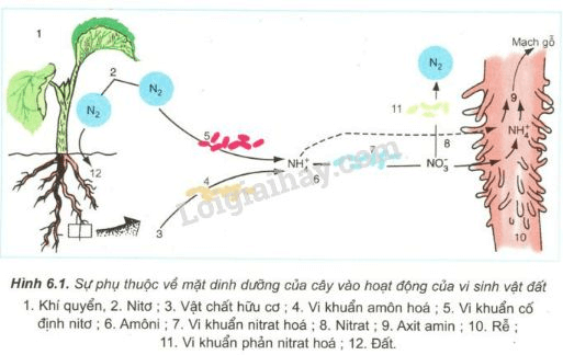 Trả lời câu hỏi Sinh học 11 Bài 6