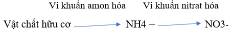 Trả lời câu hỏi Sinh học 11 Bài 6
