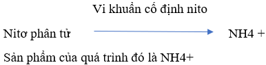 Trả lời câu hỏi Sinh học 11 Bài 6