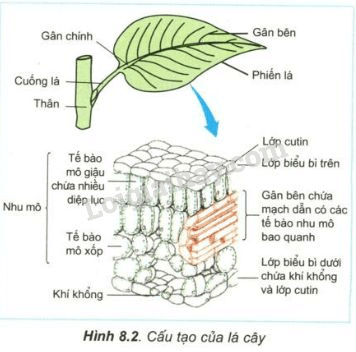 Trả lời câu hỏi Sinh học 11 Bài 8 trang 37