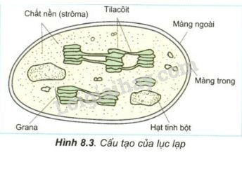 Trả lời câu hỏi Sinh học 11 Bài 8 trang 37