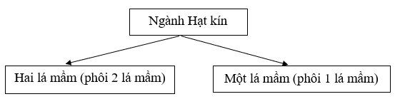 Giải bài tập Sinh học 6 | Để học tốt Sinh 6