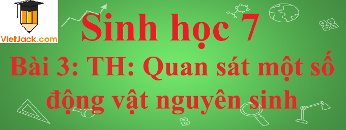 Sinh học lớp 7 Bài 3: Thực hành: Quan sát một số động vật nguyên sinh ngắn nhất