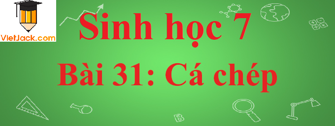 Sinh học lớp 7 Bài 31: Cá chép ngắn nhất