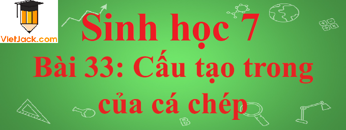 Sinh học lớp 7 Bài 33: Cấu tạo trong của cá chép ngắn nhất