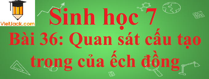 Sinh học lớp 7 Bài 36: Thực hành: Quan sát cấu tạo trong của ếch đồng trên mẫu mổ ngắn nhất