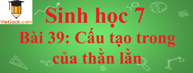 Sinh học lớp 7 Bài 39: Cấu tạo trong của thằn lằn ngắn nhất