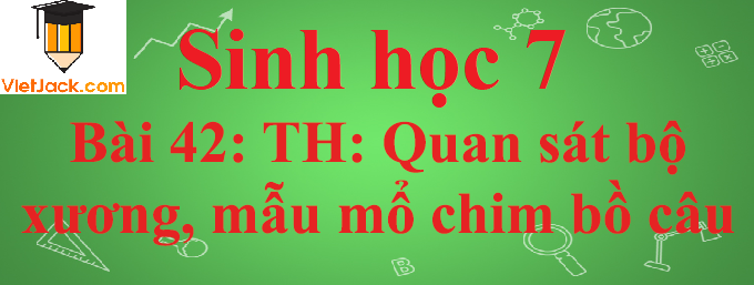 Sinh học lớp 7 Bài 42: Thực hành: Quan sát bộ xương, mẫu mổ chim bồ câu ngắn nhất